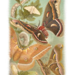 Butterflies t-shirt