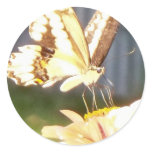 butterfliy love stickers