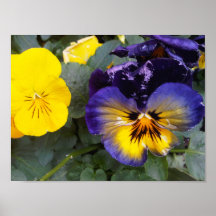 butterflower posters