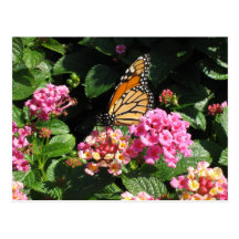 Butterflowers Postcard