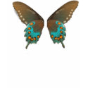 butterfly1 t-shirts