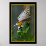 Butterfly302