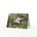Butterfly 1 cards