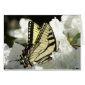 Butterfly 1 cards