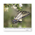 Butterfly 1 magnets