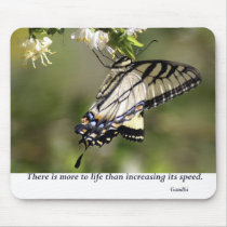 Butterfly 1
