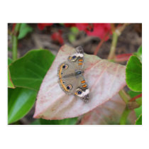 Butterfly 2 postcards