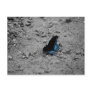 Butterfly 2 Postcard