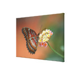 butterfly 2 stretched canvas print