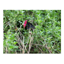 Butterfly 3 postcards