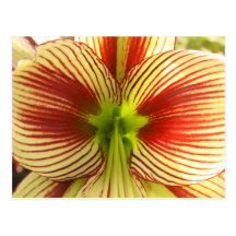 Butterfly Amaryllis Post Card