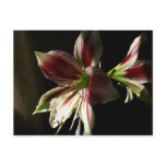 Butterfly Amaryllis Postcard