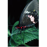 Butterfly, Anartia amathea Acrylic Cut Out