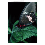 Butterfly, Anartia amathea Card