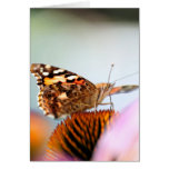 Butterfly And Coneflower cards