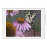 Butterfly and Coneflower Card
