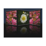 Butterfly and Dahlia Postcard