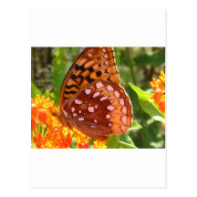 Butterfly and Flower Post Cards