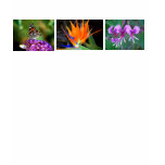 Butterfly and flower top, nature's best t-shirts