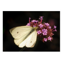 Butterfly and Flowers ATC Business Card Templates