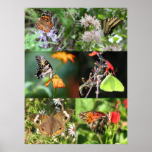 Butterfly and Flowers Patchwork Poster