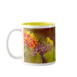 Butterfly and Gaillardia mugs