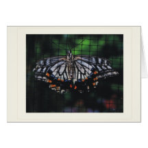 Butterfly and Moth Show Greeting Card