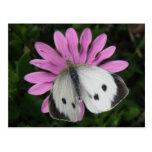 Butterfly and Pink Flower Postcard