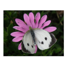 Butterfly and Pink Flower Postcard