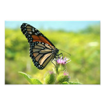 Butterfly Art Photo