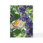 Butterfly at Rest cards