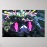 Butterfly Beauty posters