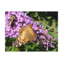 Butterfly & Bee ~ postcard