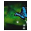 butterfly blue flyers