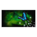 butterfly blue photo cards