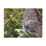 butterfly blue postcards