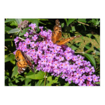 Butterfly Buddies ~ ATC Business Card Templates
