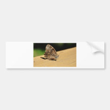 Butterfly Bumper Stickers