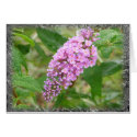 Butterfly Bush cards