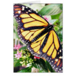 Butterfly Butterflies Flowers Leaves cards