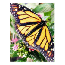 Butterfly Butterflies Flowers Leaves Post Cards