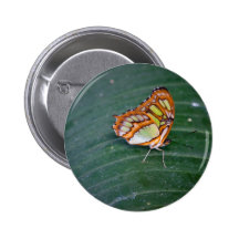 Butterfly Button