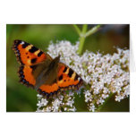 Butterfly Card
