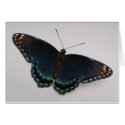 Butterfly Card