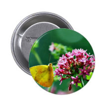 Butterfly Cloudless Sulphur Button