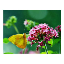 Butterfly Cloudless Sulphur Postcards
