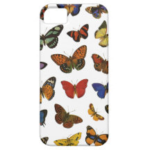 Butterfly colection