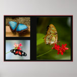 butterfly collage posters