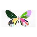 butterfly colours photo cards