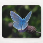 Butterfly Common Blue on thistle mousepad